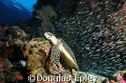 turtle, wakatobi house reef d70 12-24 lens by Douglas Epley 